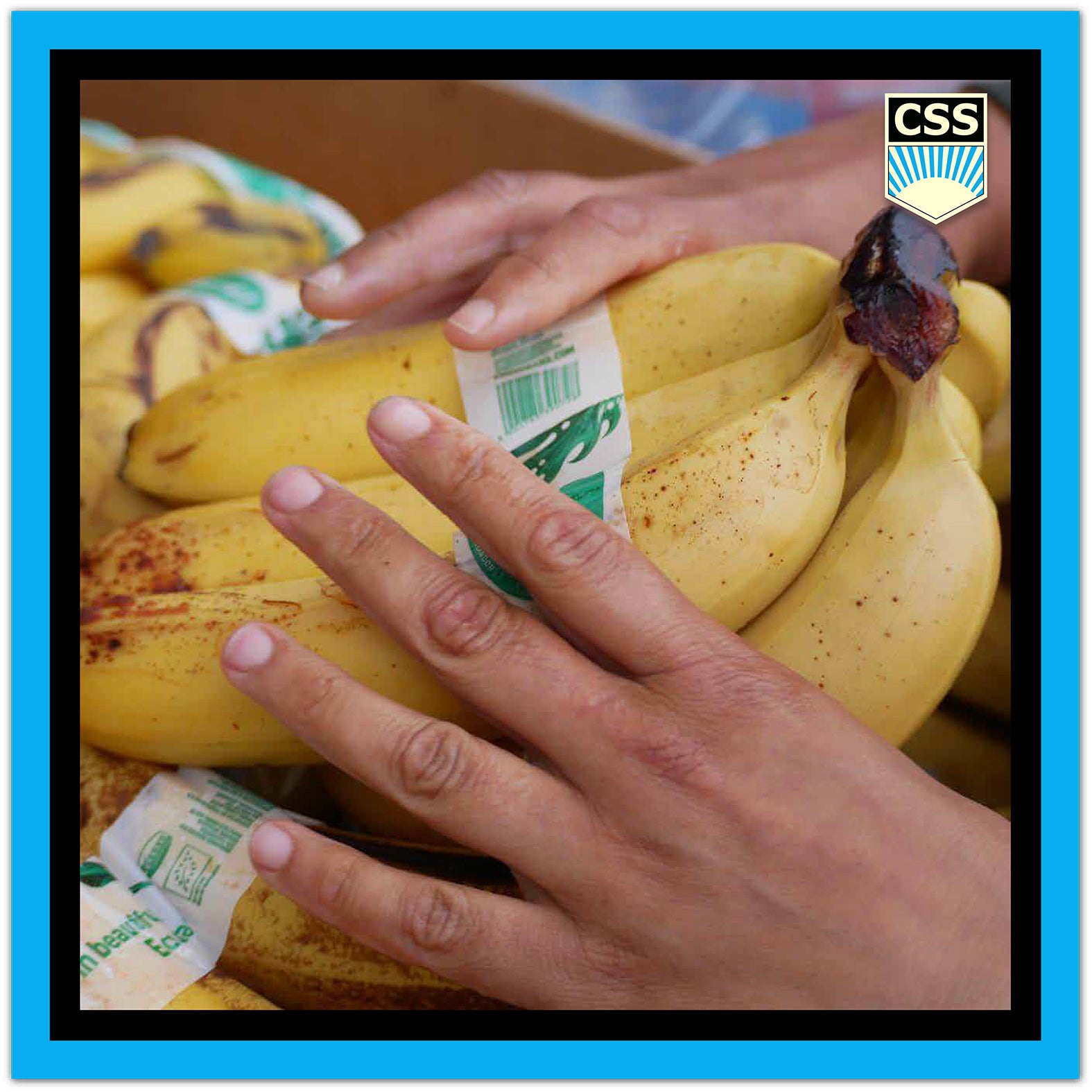 FRATERNITACSS_Bunatatea_este_Limbajul_fraternita_css